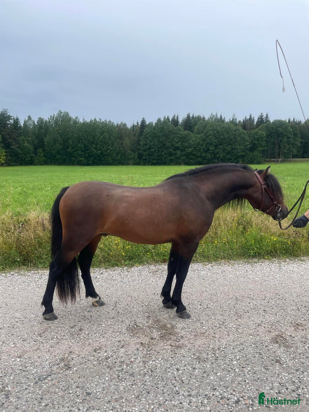 Avel hästar till salu: Välstammad avelshingst söker nytt hem! i Skinnskatteberg - Bild 1