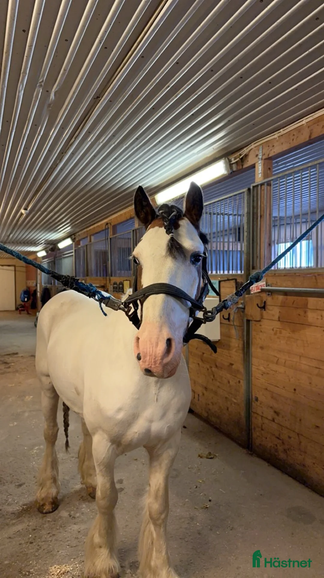 Allround hästar till salu: B ponny med kapacitet  - Annons 4