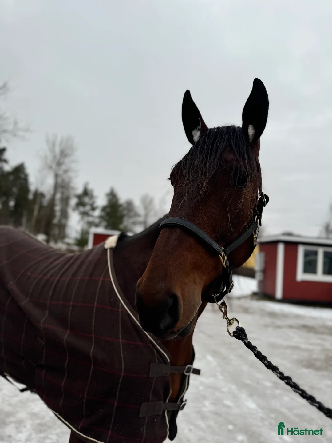 Täcken hästutrustning till salu: Svettäcken 125 - Annons 2
