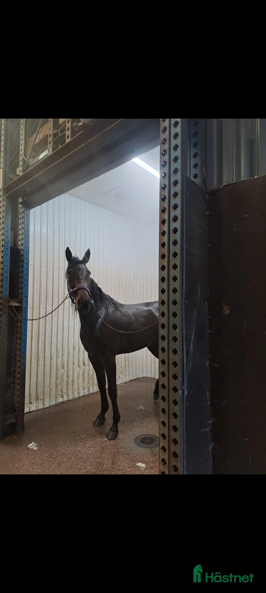 Allround hästar till salu: Supersnäll tjej E : Hard livin  - Annons 2