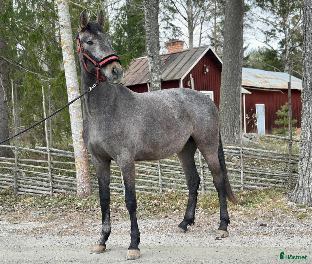 Allround hästar till salu: P.r.e korsning - Annons 2