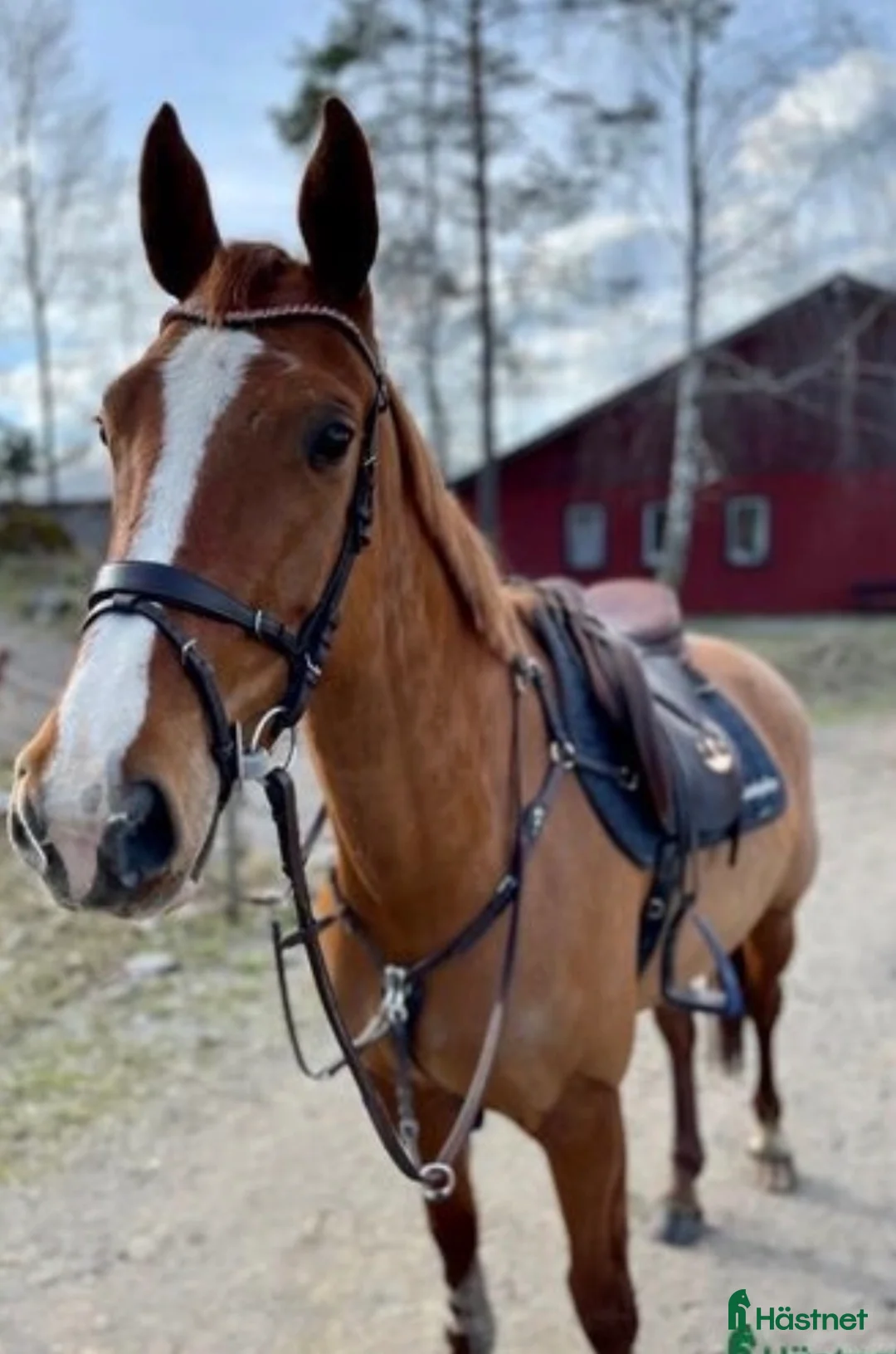 Avelshästar hästar till salu: Gamelus R sto dräktig med Favorit Ask - Annons 2