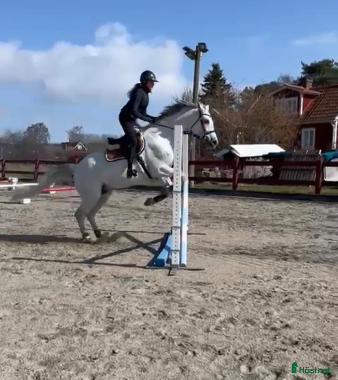 Allround hästar till salu: En fantastiskt härlig valack - Annons 4
