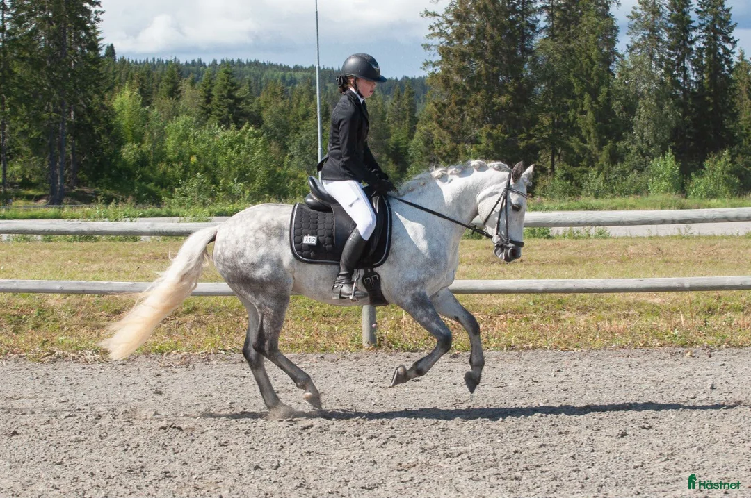 Allround hästar till salu: Charmig och försiktig C-ponny i Frösön - Annons 1