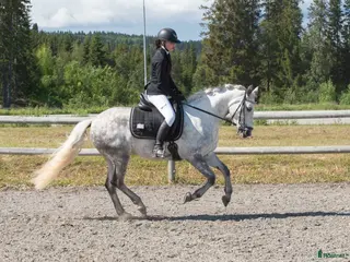 hästar Charmig och försiktig C-ponny i Frösön - Annons 3