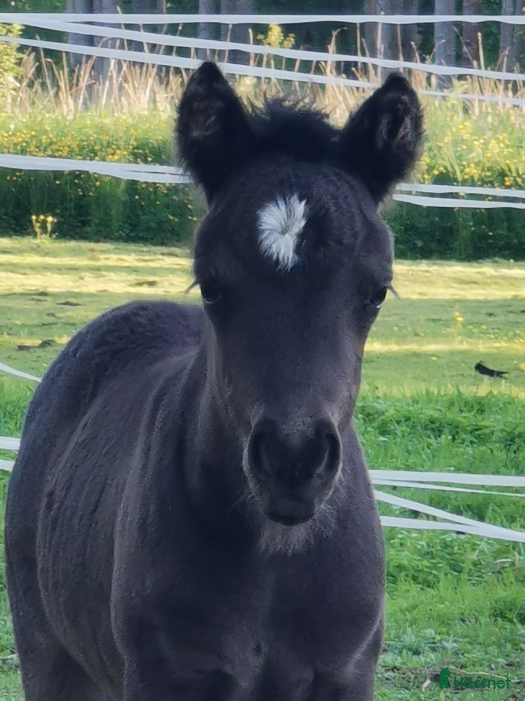 Avelshästar hästar till salu: Socialt standardsto i Norrala - Annons 3