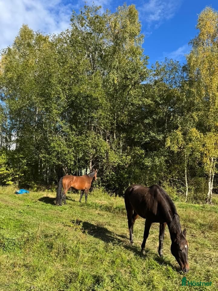  stallplats Lösdrift - Full service el några pass i veckan🙂🐎 - Annons 6