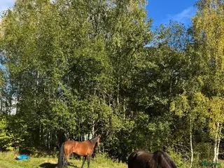 stallplats Lösdrift - Full service el några pass i veckan🙂🐎 - Annons 5