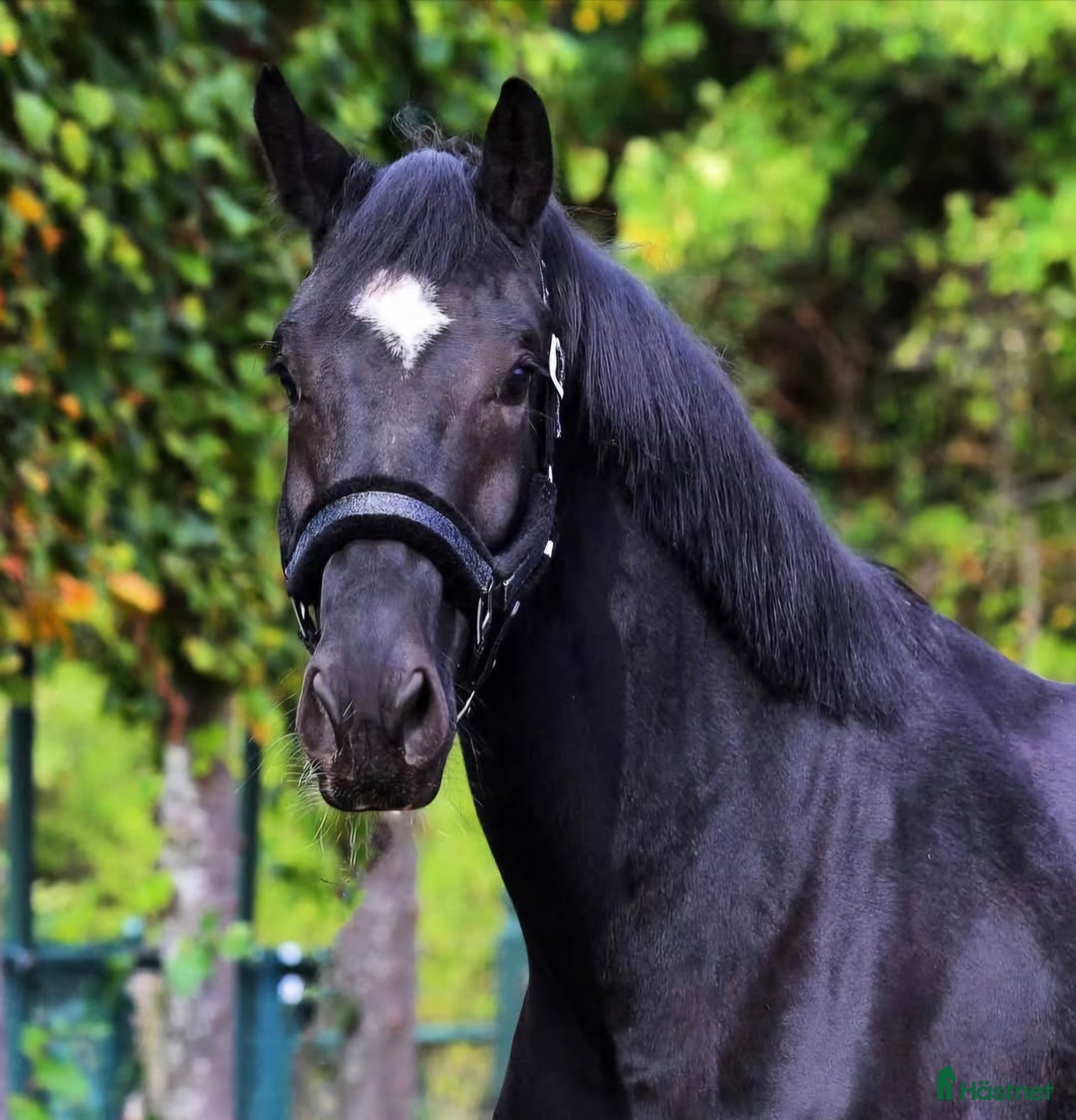 Hoppning hästar till salu: 💥Utvecklingsbar dressyr🚨allround valack ev byte i Dösjebro - Annons 2