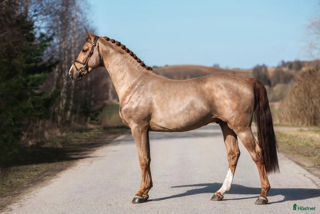 Allround hästar till salu: Talented chestnut by Carerra VDL i Nynäshamn - Annons 2