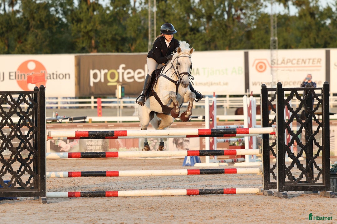 Allround hästar till salu: Fint D-ponny sto i Järna - Annons 3