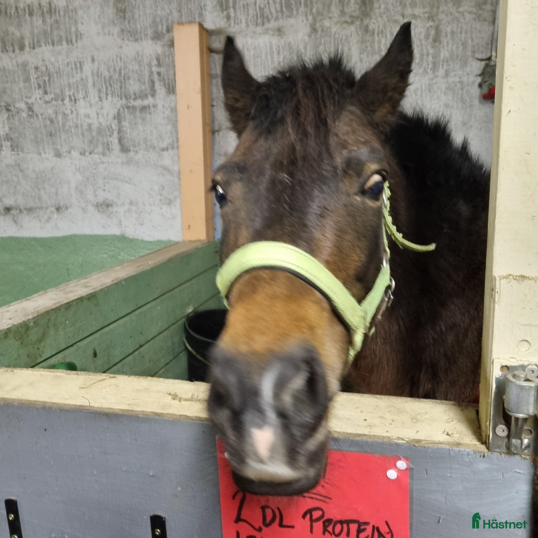  medryttarhäst finnes: 2 ponnys söker medryttare i Mölnlycke - Annons 2