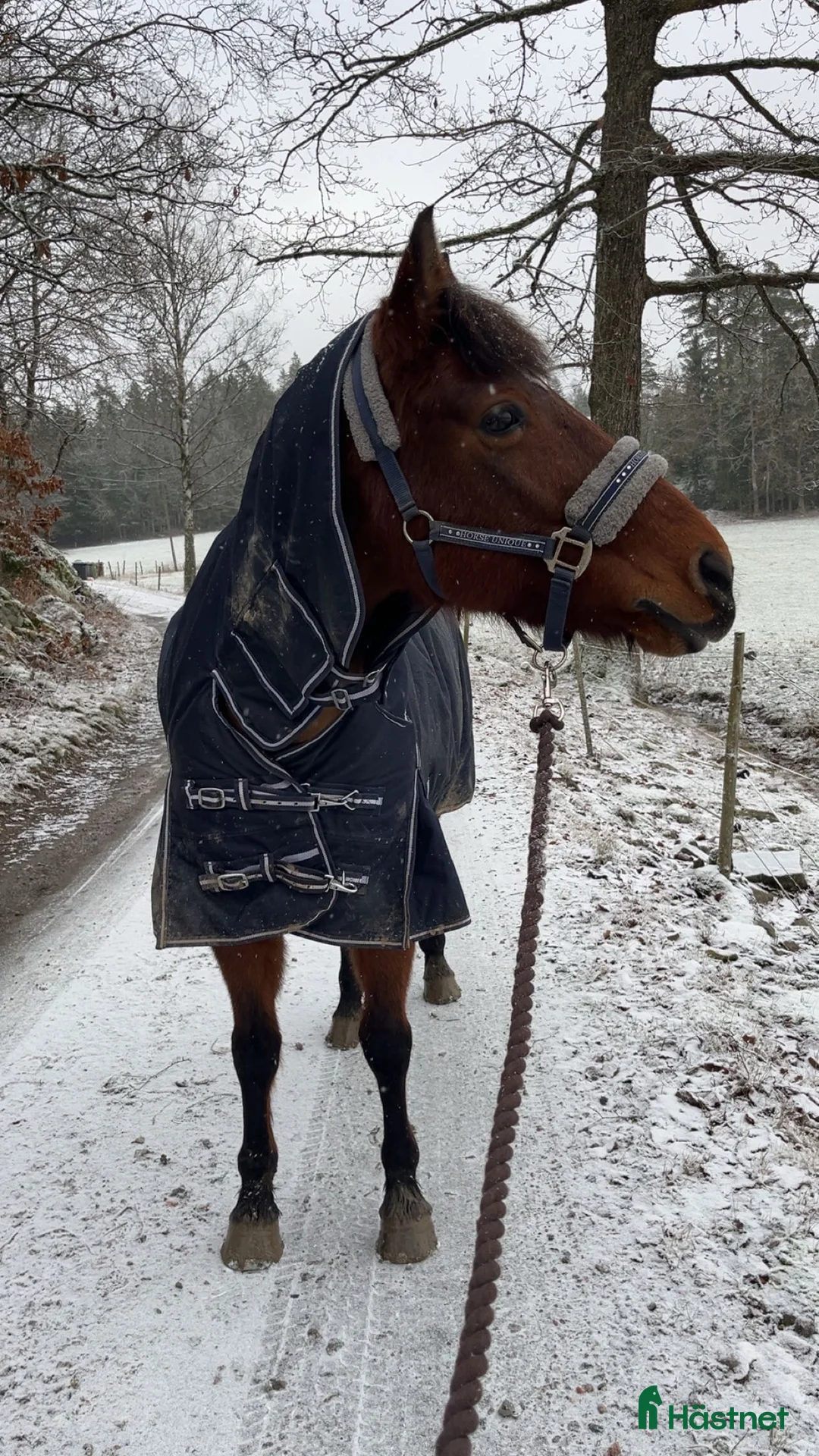 Allround hästar till salu: Vår stjärna Minja - Annons 4