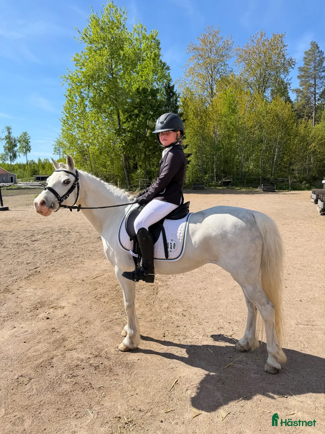 Allround hästar till salu: Trygg allroundponny i Enköping - Annons 2