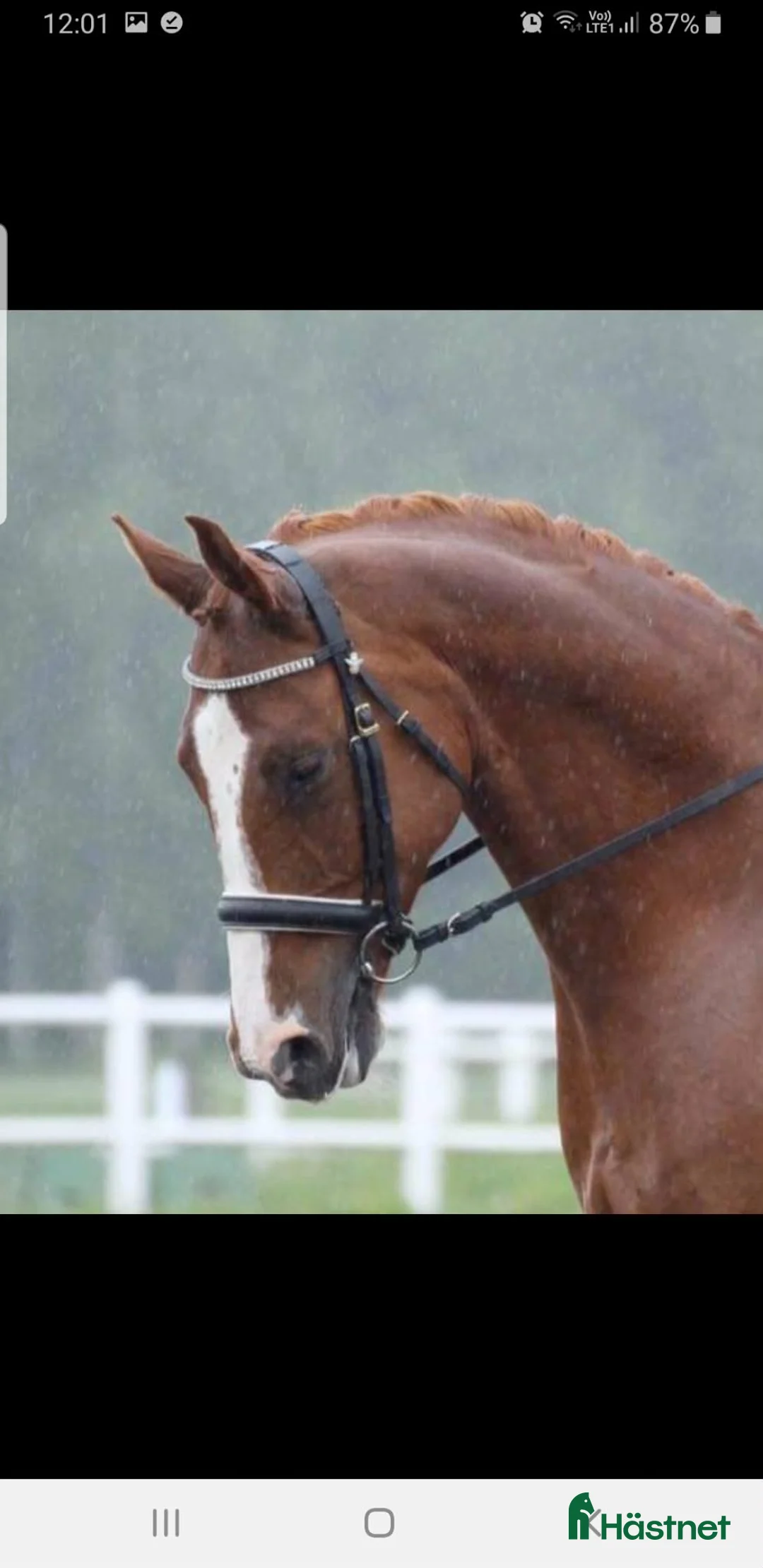 Allround hästar till salu: Perfekt mor- och dotterhäst i Kil - Annons 3