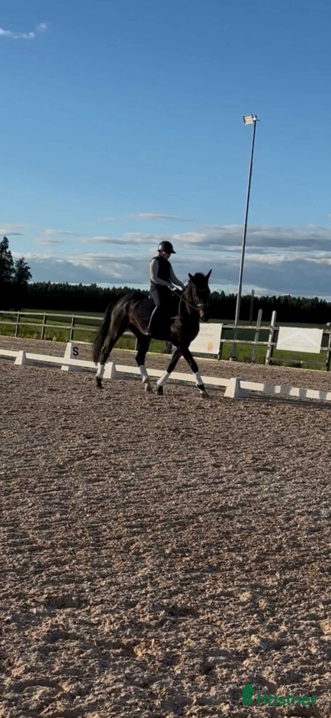 Fälttävlan hästar till salu: Trevlig 7 åring  - Annons 6