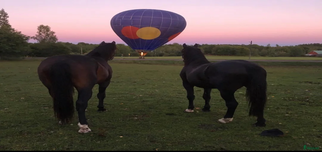 Galleribild {{count}}