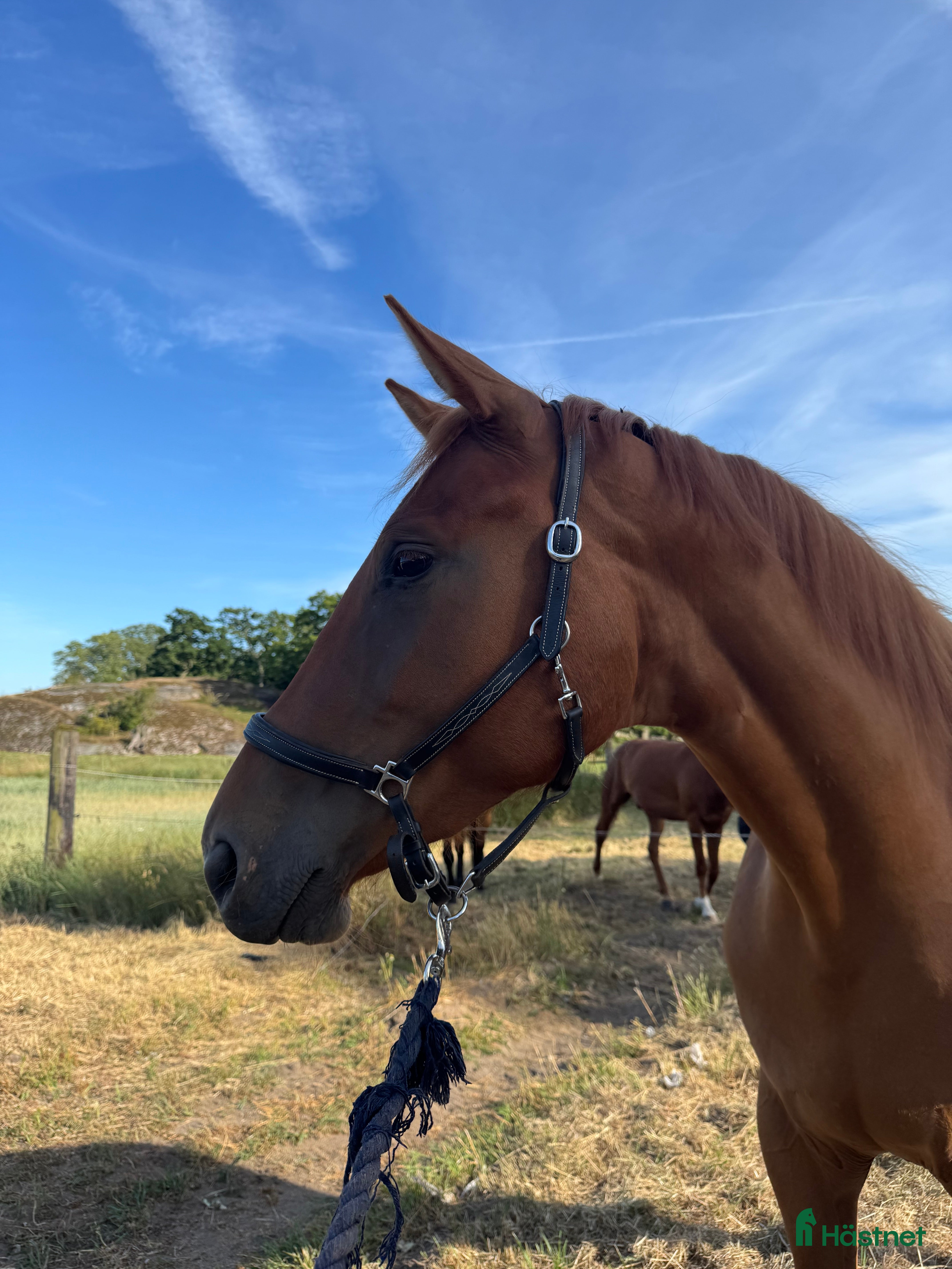  hästar Vackert lovande sto i Karlskrona - Annons 2