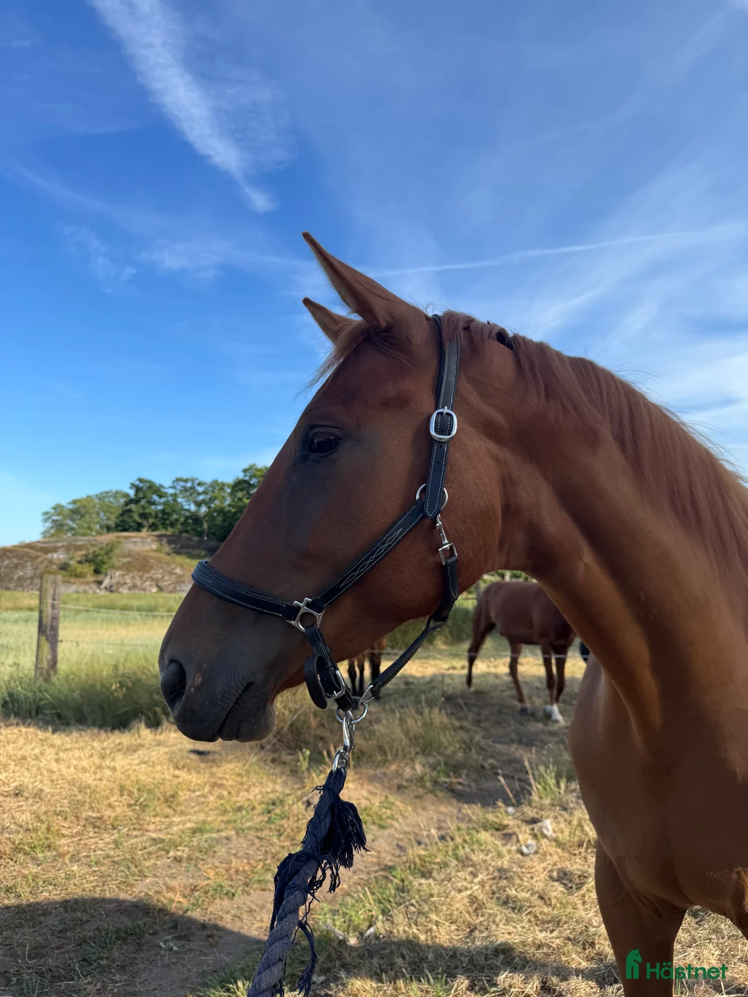 Hoppning hästar till salu: Vackert lovande sto i Karlskrona - Annons 1