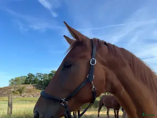 hästar Vackert lovande sto i Karlskrona - Annons 2