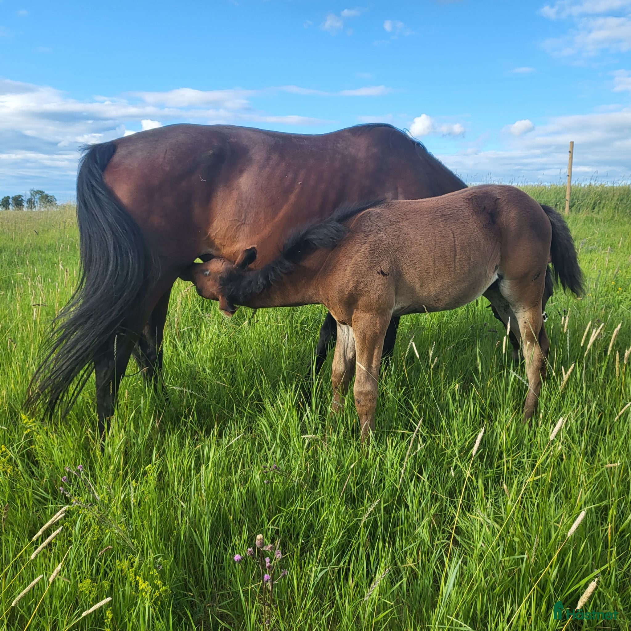  stallplats Sommarbete för sto & föl - Annons 9