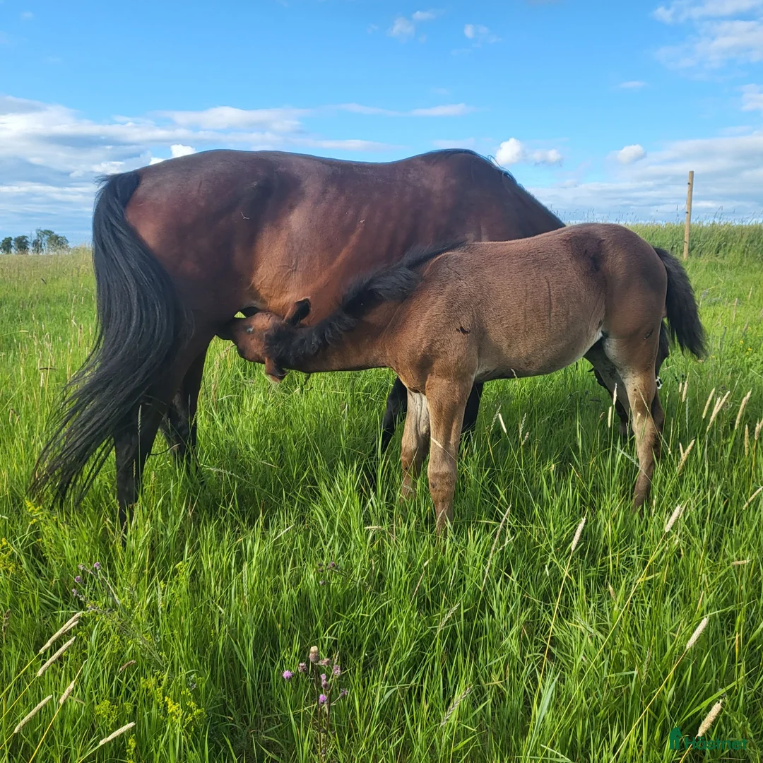  stallplats finnes: Sommarbete för sto & föl - Annons 1