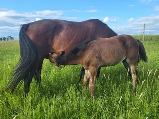 stallplats Sommarbete för sto & föl - Annons 3