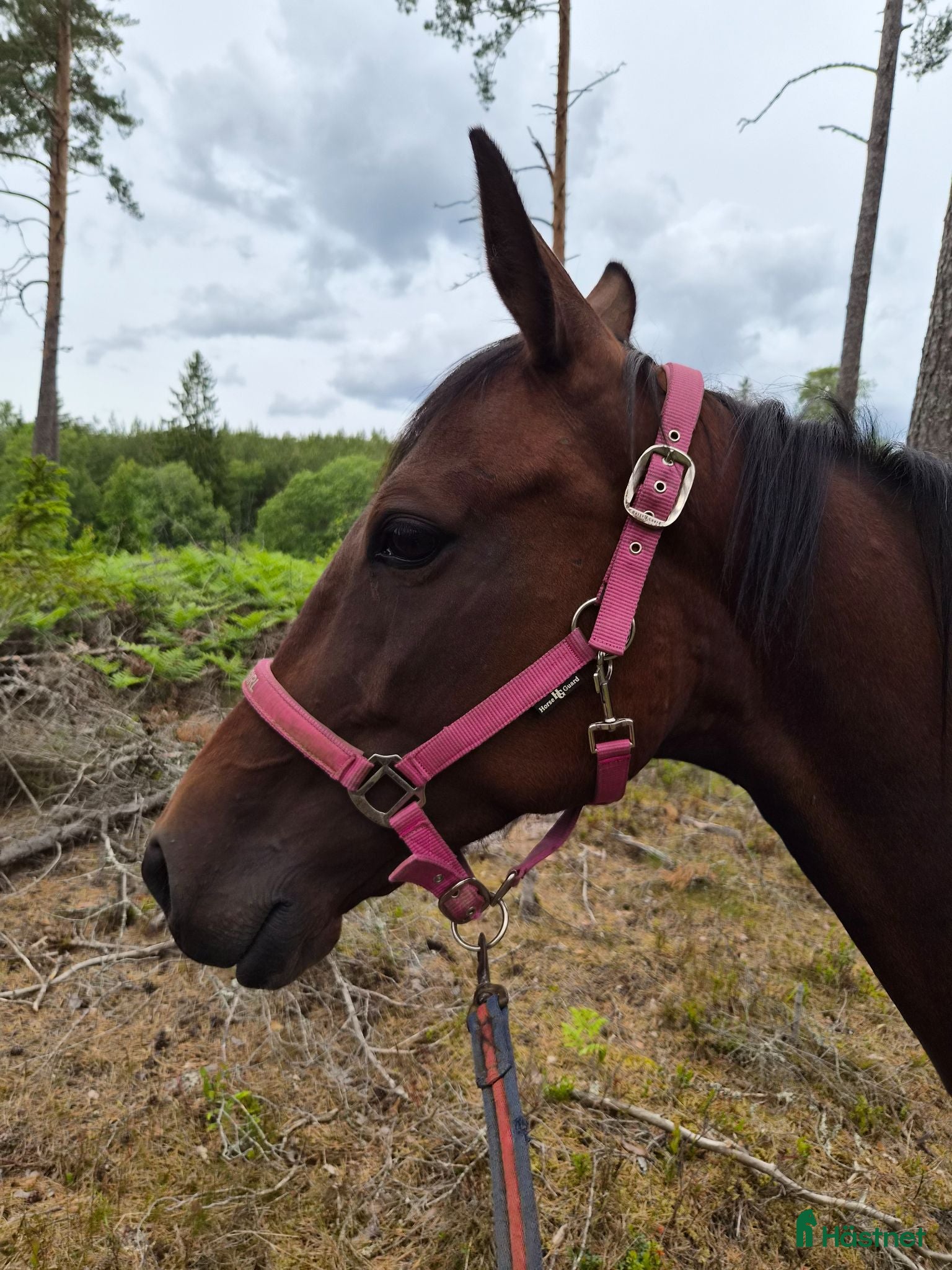  stallplats Stallplats/lösdriftplats sökes.  - Annons 6