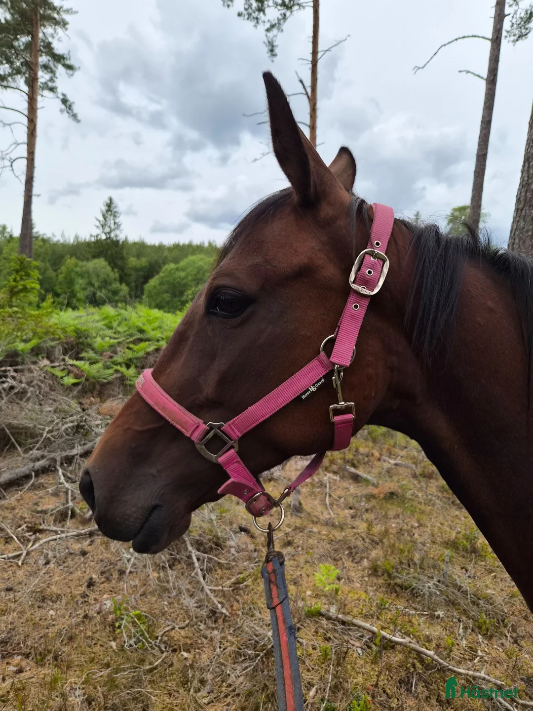  stallplats finnes: Stallplats/lösdriftplats sökes.  i Södertälje - Annons 1