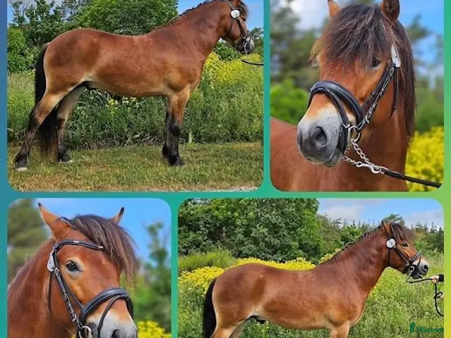 hästar till salu: Russhingst, dubbla utmärkelser vid kvalitetstest. - Annons 2