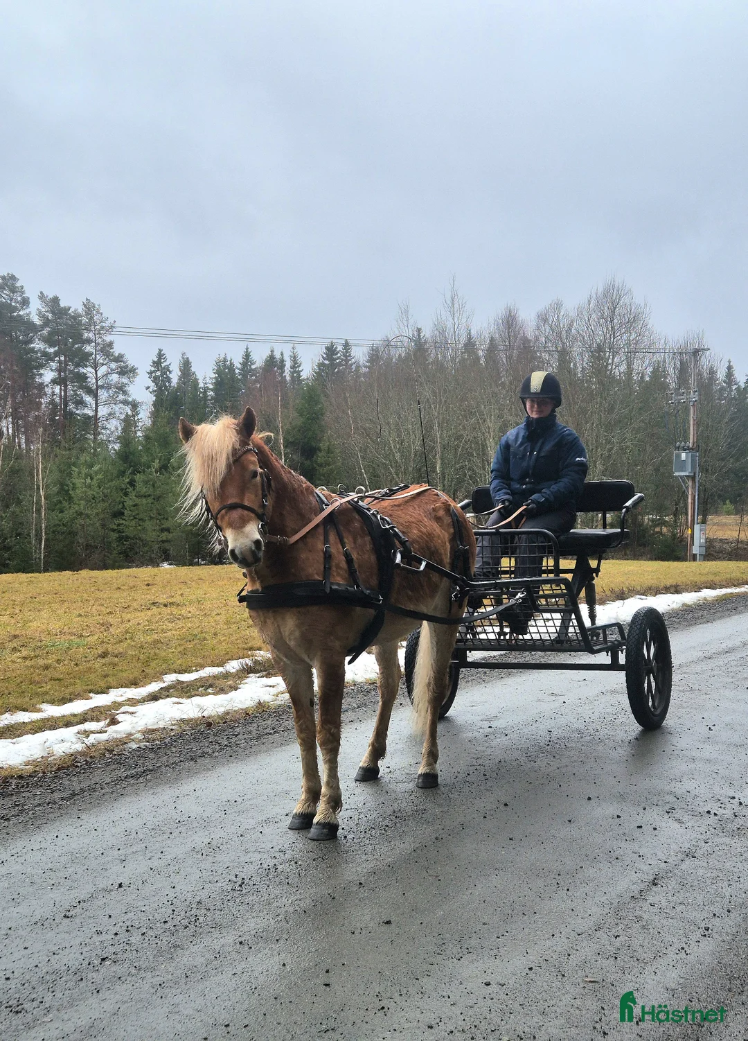 Allround hästar till salu: Okomplicerad 3åring! - Annons 2