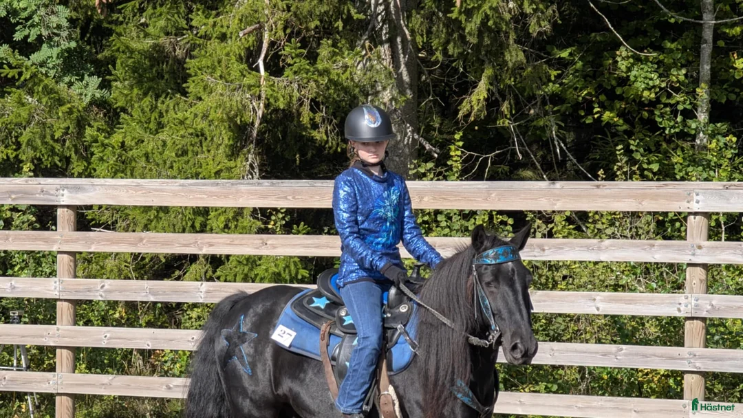 Allround hästar till salu: Världens finaste wonderful magic fellponny  i Ljung - Annons 9