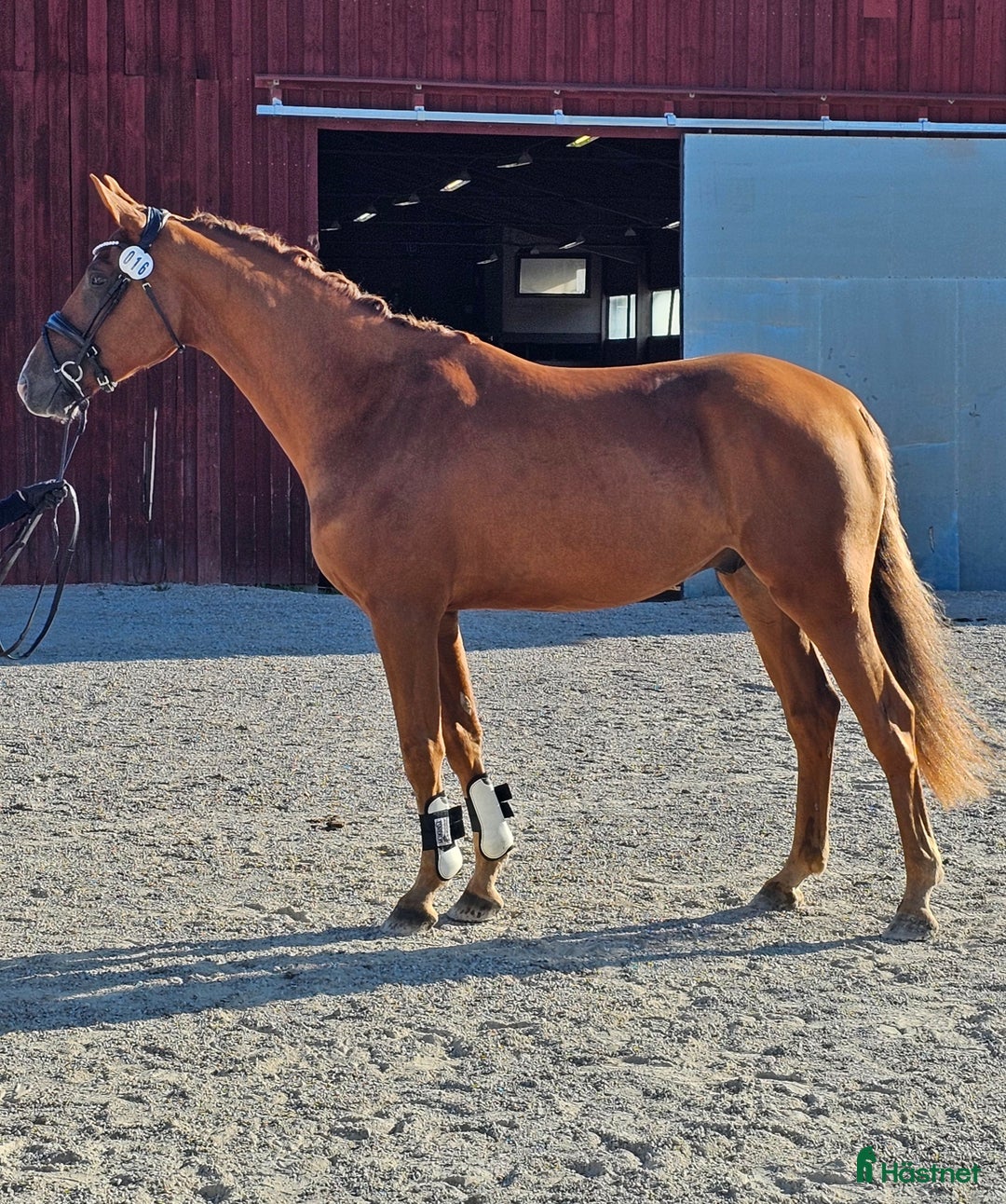  hästservice finnes: Erbjudande Hästhotell m helinackordering  i Stora Skedvi - Annons 1