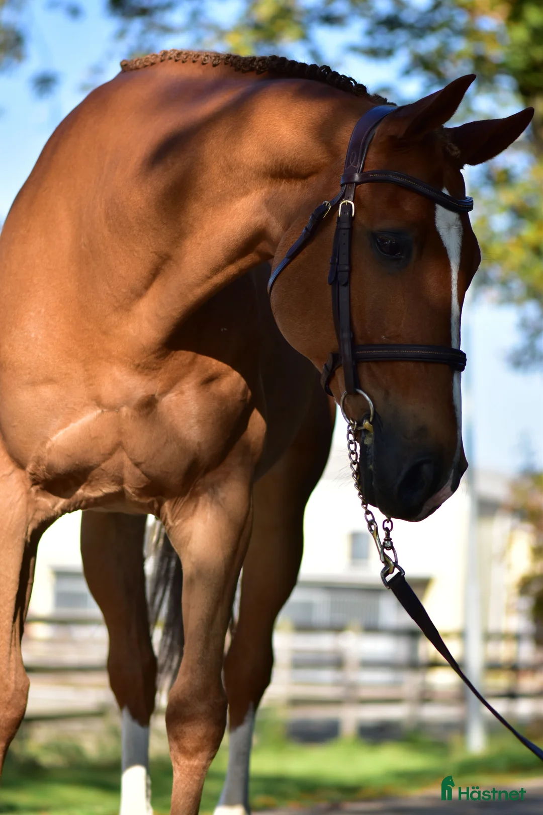 Hoppning hästar till salu: Meriterad valack med psyke som få - Annons 3