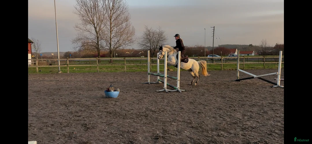 Hoppning hästar till salu: Connemara sto, maxad D ponny i Kungsbacka - Annons 5