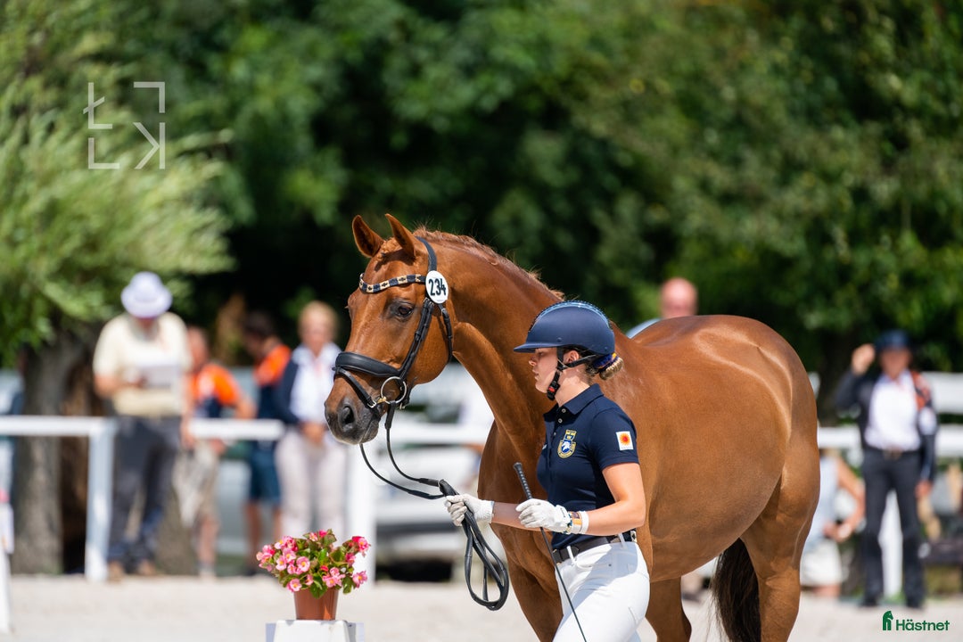 Dressyr hästar till salu: Läromästare U25 GP-häst med mästerskapsmeriter i Uppsala - Annons 3