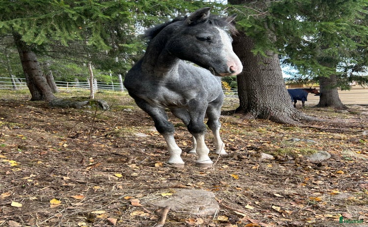  hästar i Överturingen - Annons 10