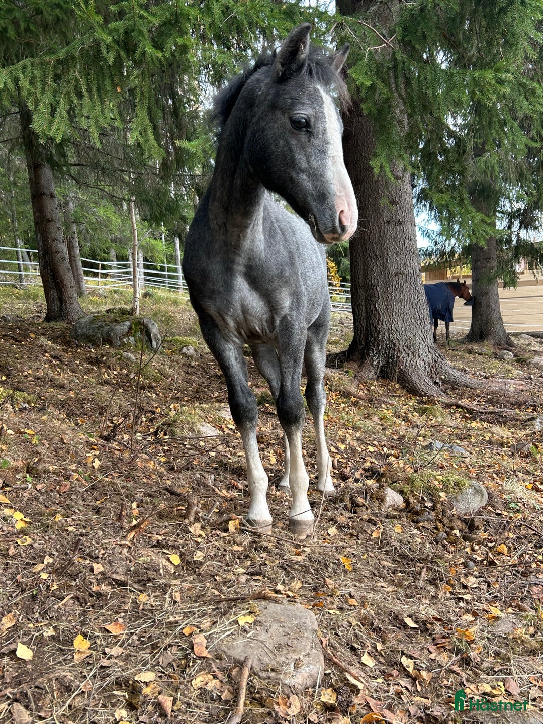 Allround hästar till salu: Blivande elitponny?  i Överturingen - Annons 1