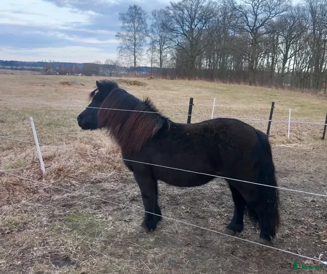 Allround hästar till salu: Kanonponny söker nytt hem ♥️ - Annons 2