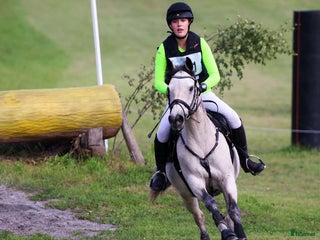 hästar i Upplands Väsby - Annons 25