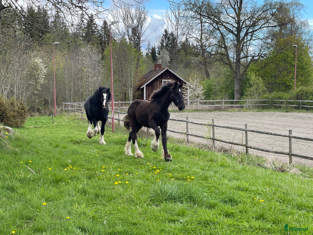 Avelshästar hästar till salu: Fin shire hingst  i Lekeryd - Annons 5