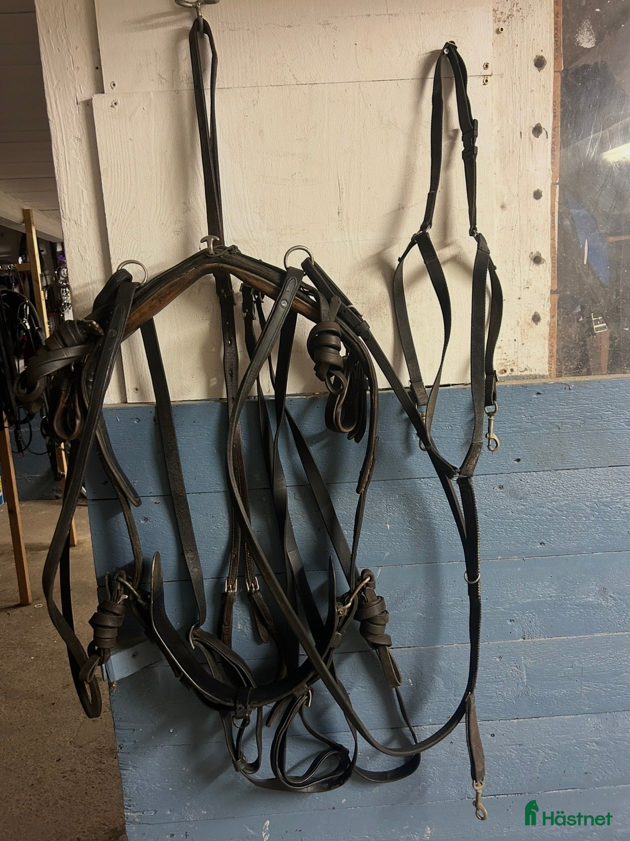 Travselar trav till salu: Remsele strl Full i Sorunda - Annons 18