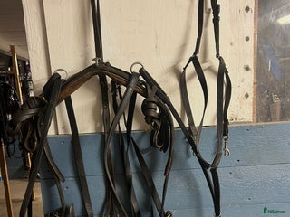 Travselar trav till salu: Remsele strl Full i Sorunda - Annons 5