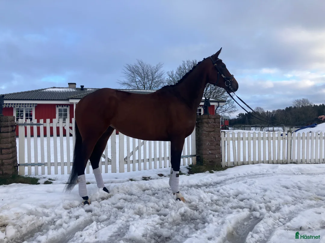 Allround hästar till salu: Fantastisk bästa vän  i Skara - Annons 3