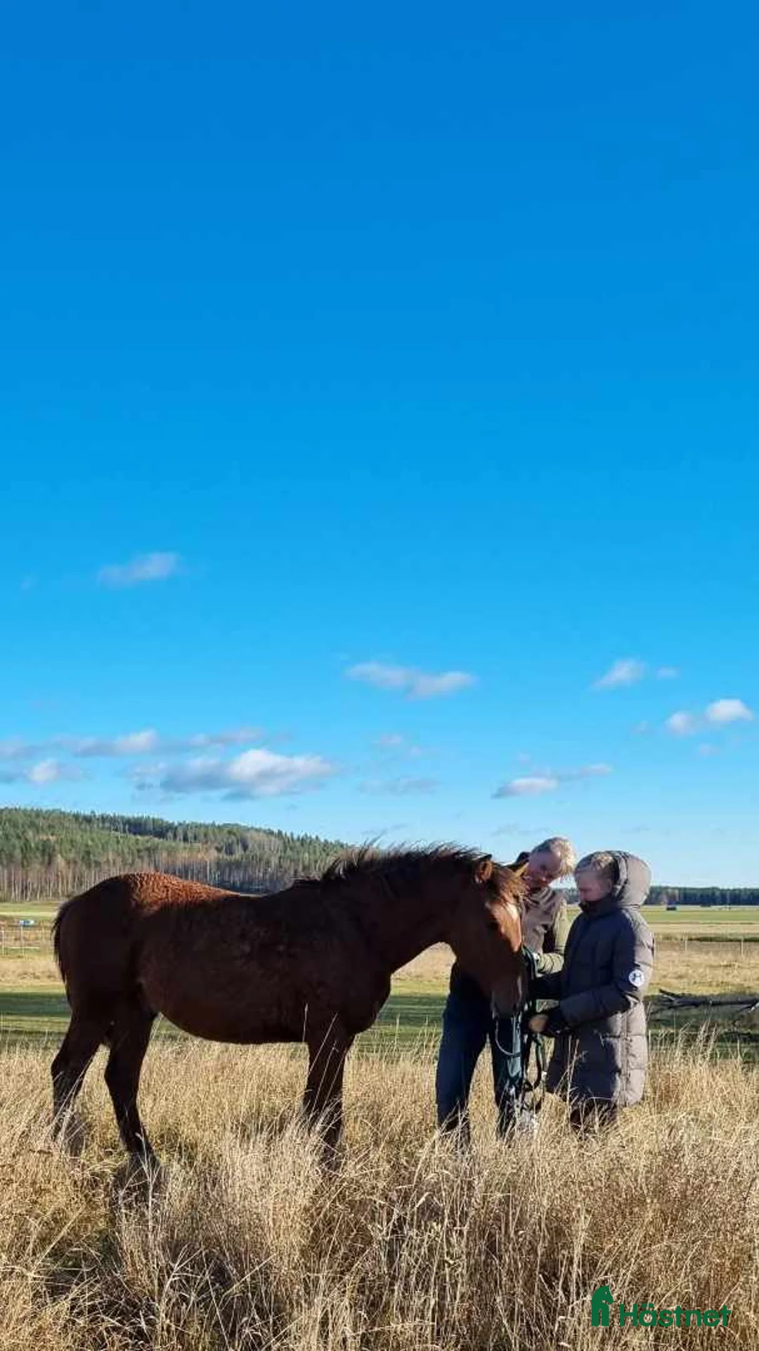 Allround hästar till salu: Am. curly-baskjir, valack - Annons 2