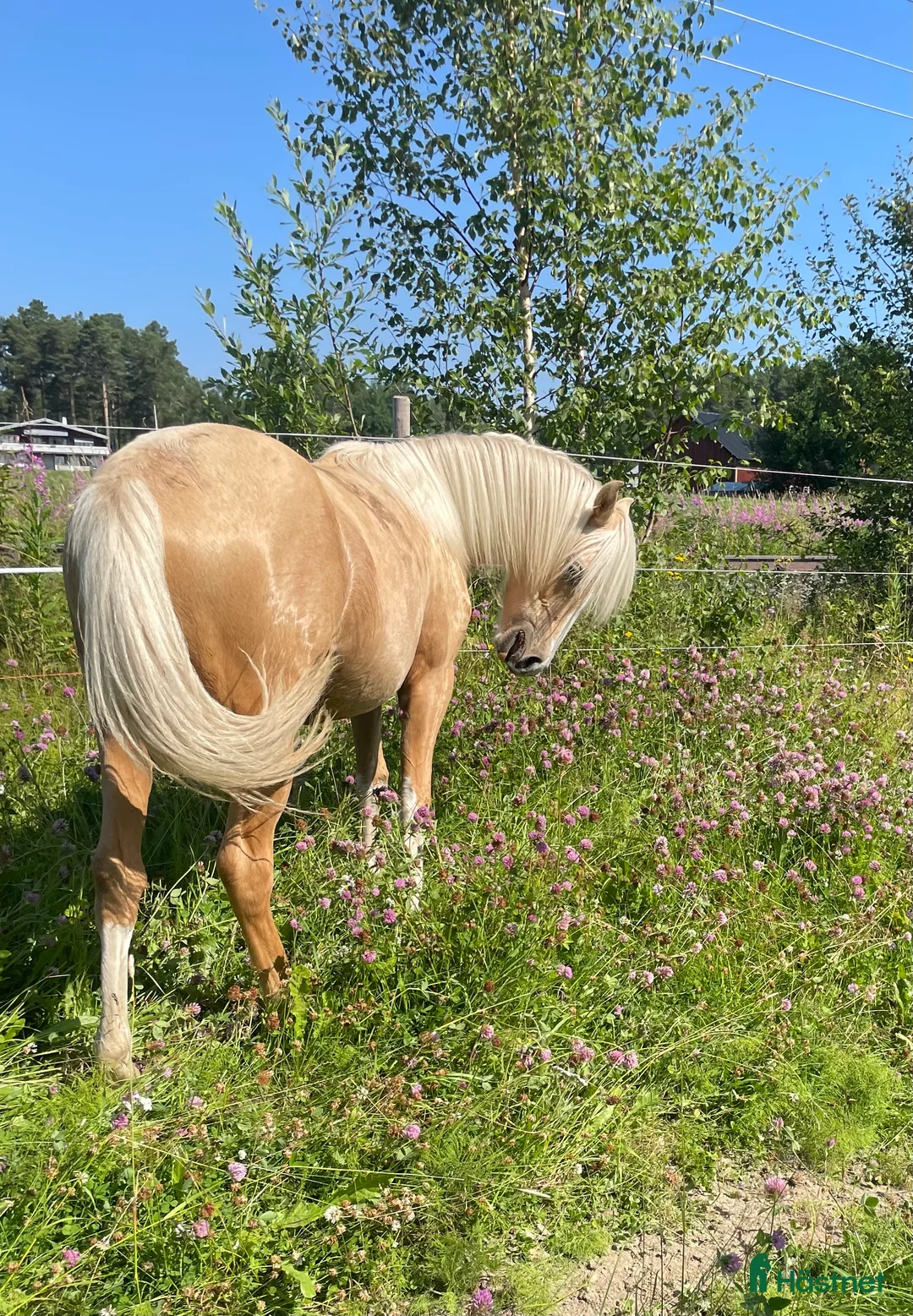 Allround hästar till salu: Vems drömponny? i Mörsil - Annons 2