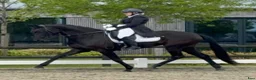 Dressyr hästar till salu: Grand Prix prospect  i Viborg - Annons 4