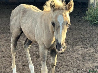 hästar i Stenstorp - Annons 35