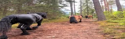  stallplats finnes: Stallplats i Skövde - Annons 7