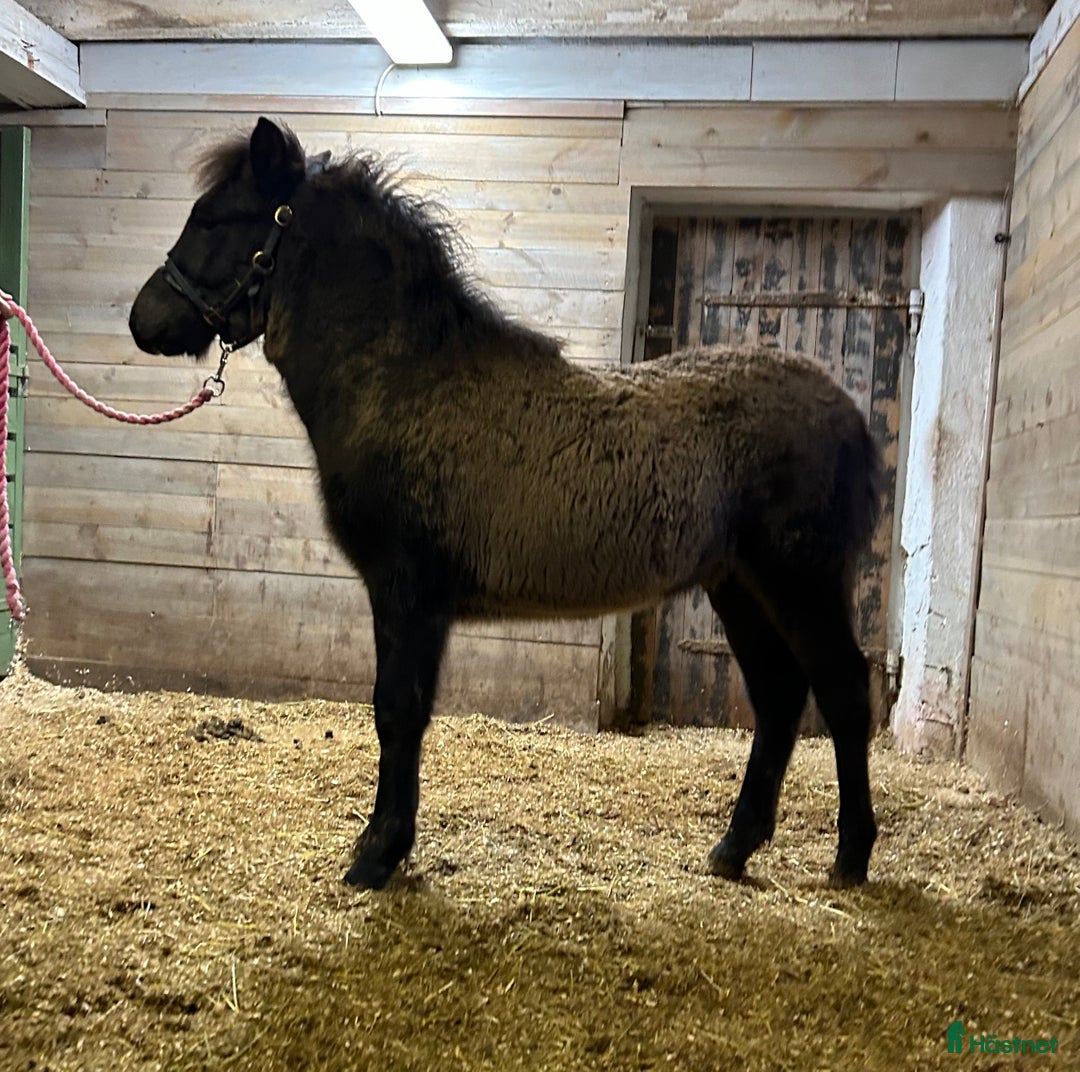 Island hästar till salu: utryckfullt hingstföl i Falun - Annons 5